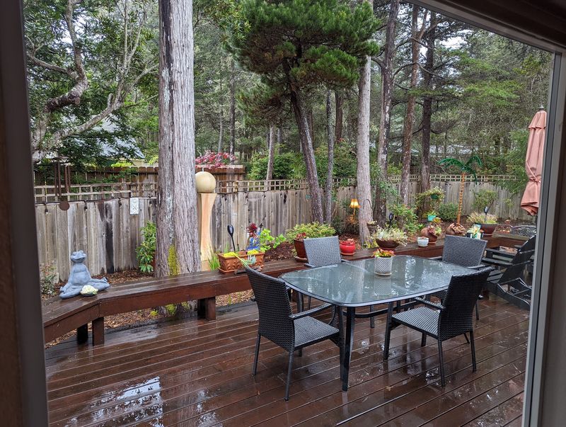 Redwoods, Rhododendrons, and Backyard Forest