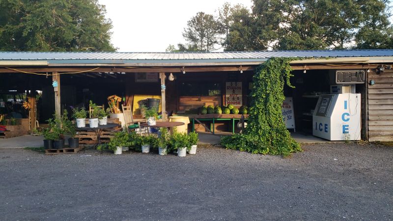 Ringo's Produce Plants and Boiled Peanuts, Eastover, SC Ringo's Produce Plants and Boiled Peanuts, Eastover, SC