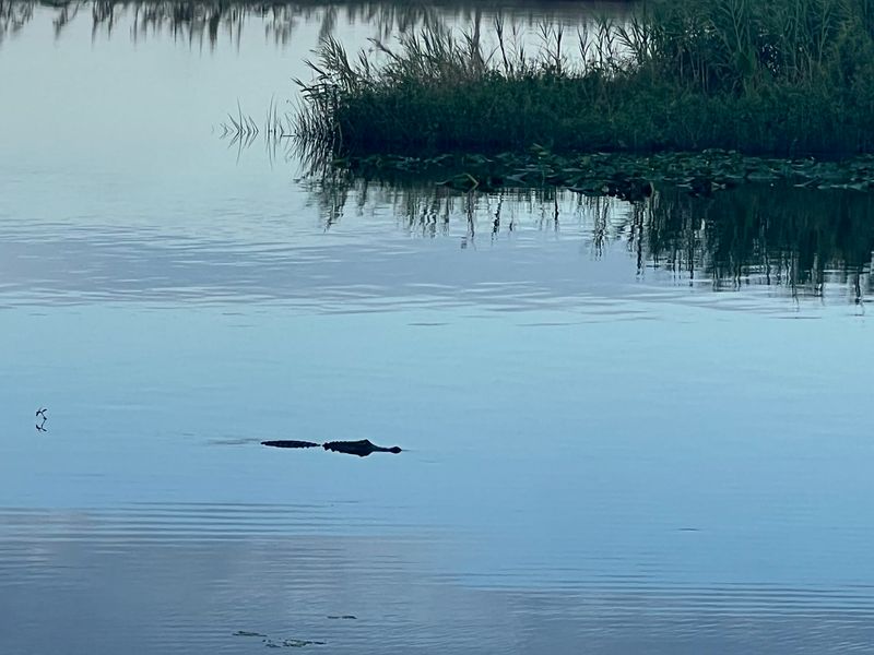 River Views and Wildlife Cameos