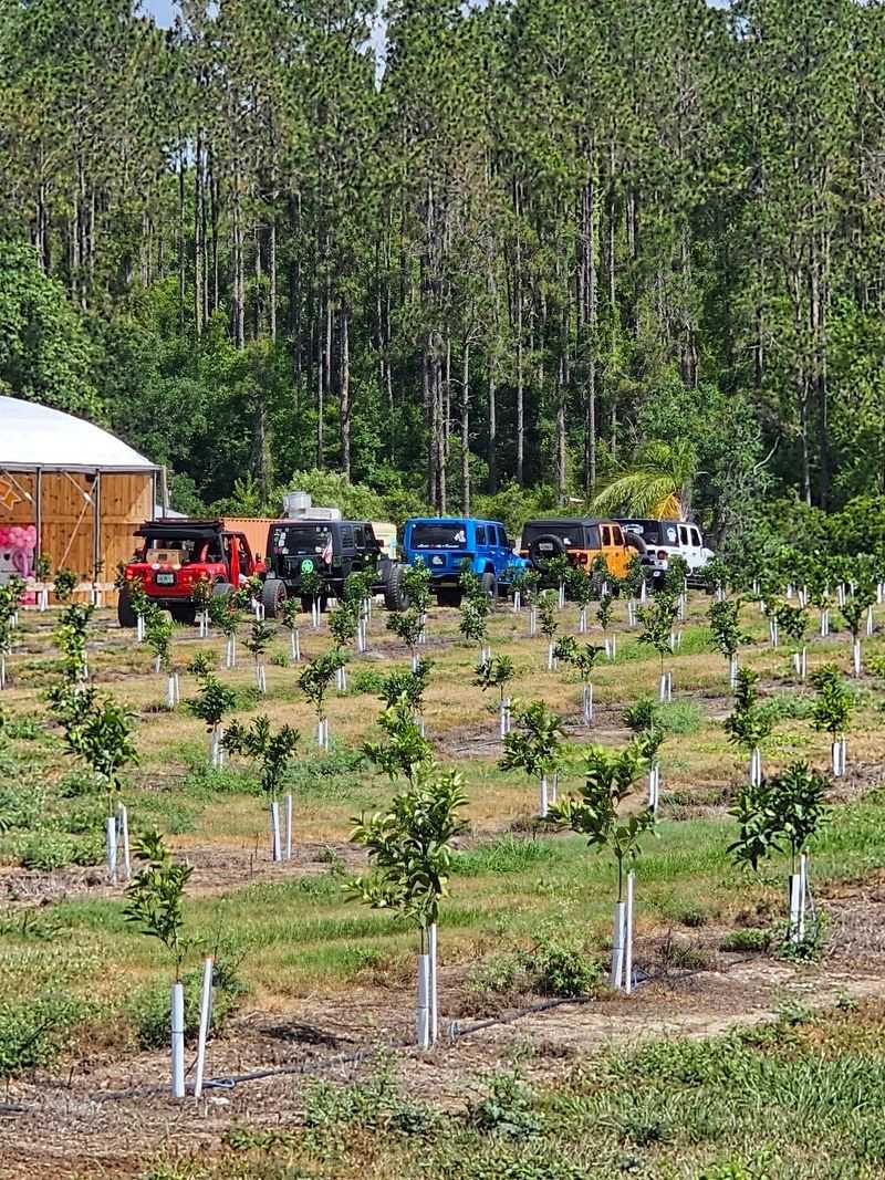 Roots in the Citrus Groves