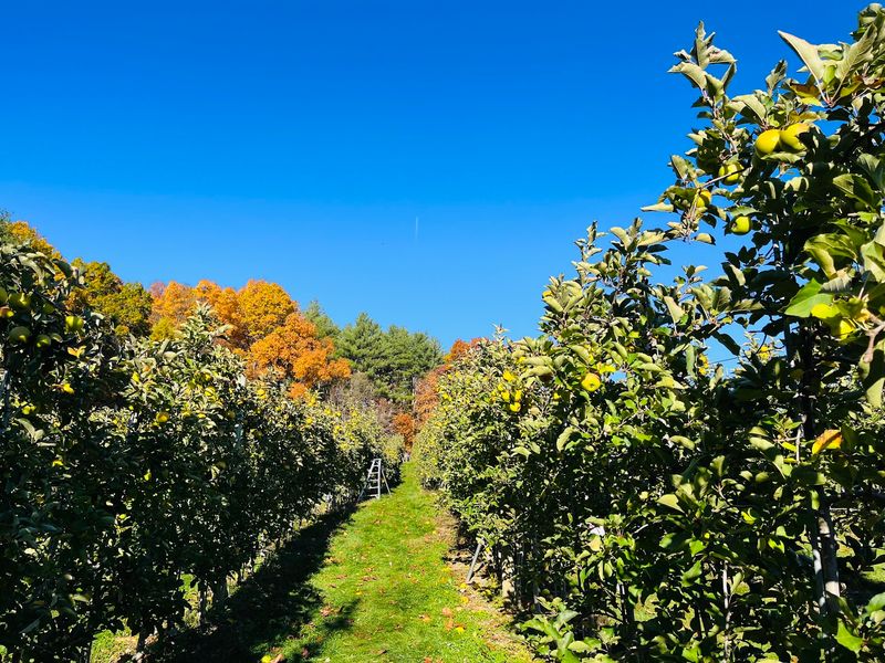 Rows of Apples and Surprise Pears Rows of Apples and Surprise Pears