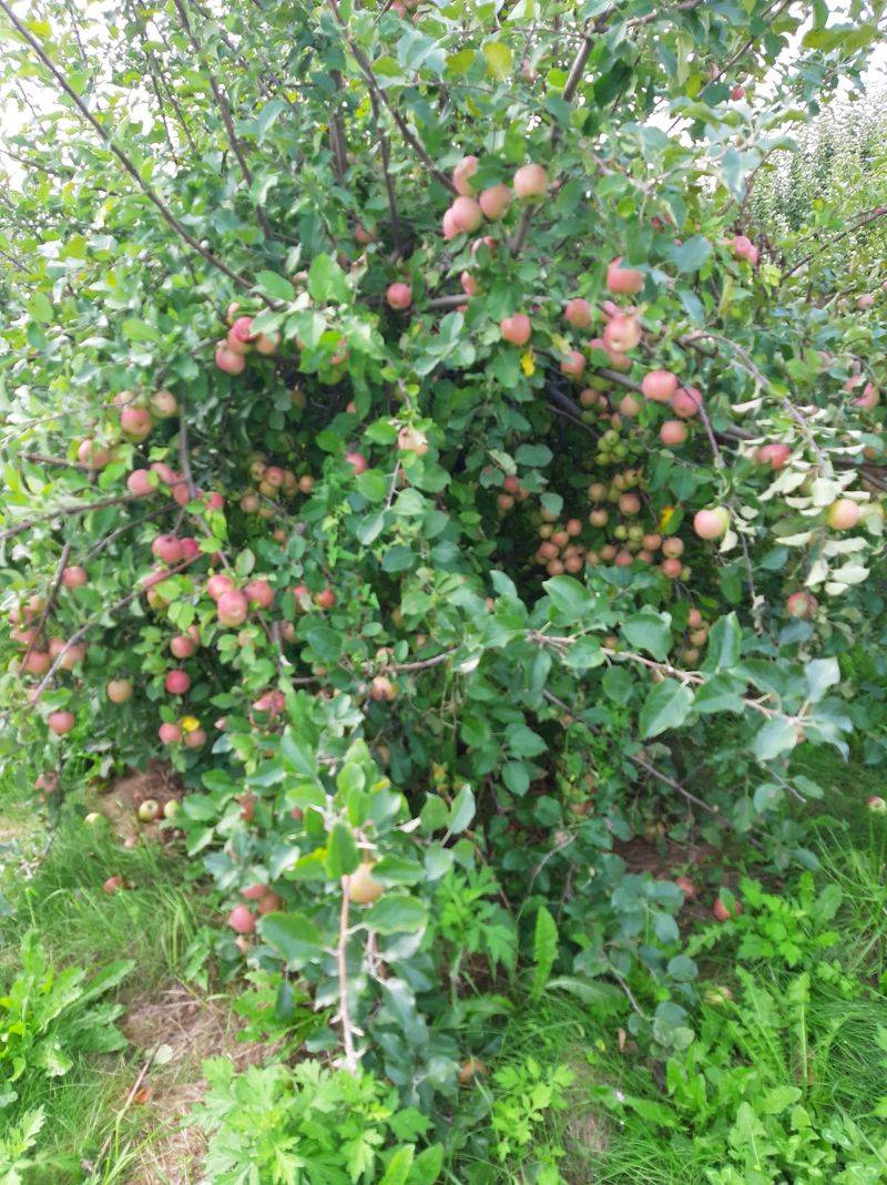 Rows of Low-Hanging Apples