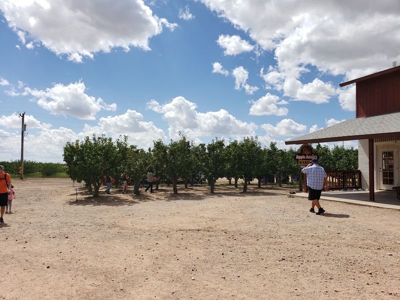 Rows of Peaches, Plums and Apples