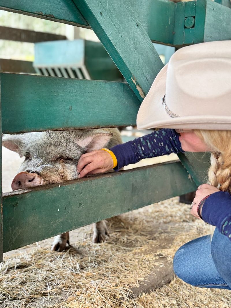 Saddles, Ponies, and a Petting Farm Saddles, Ponies, and a Petting Farm