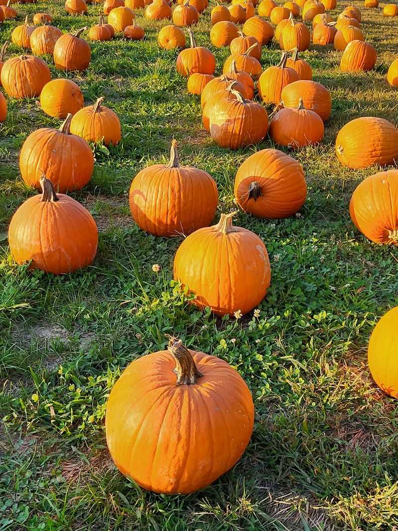 Sand Mountain Corn Maze, Sardis City, AL