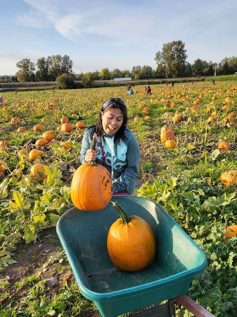 Schilter Family Farm, Olympia, WA
