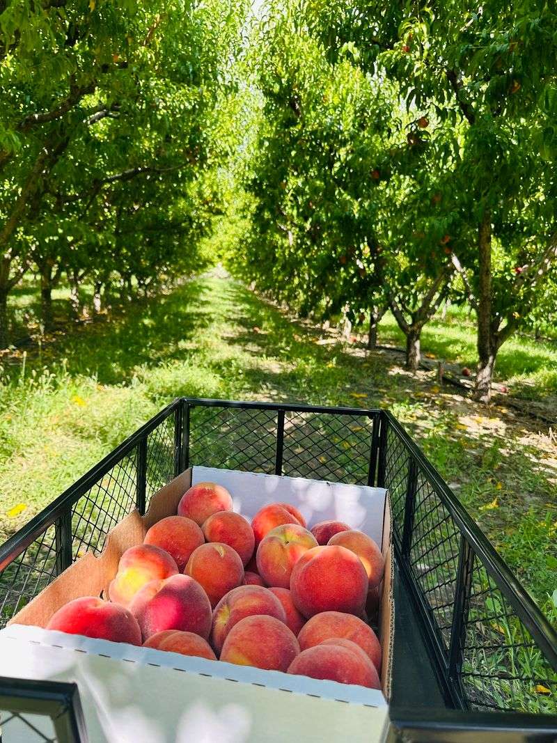 Smith Family Orchards, Palisade, CO