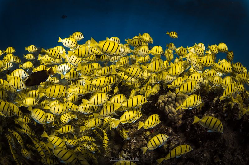 Snorkeling That Lives Up to the Hype