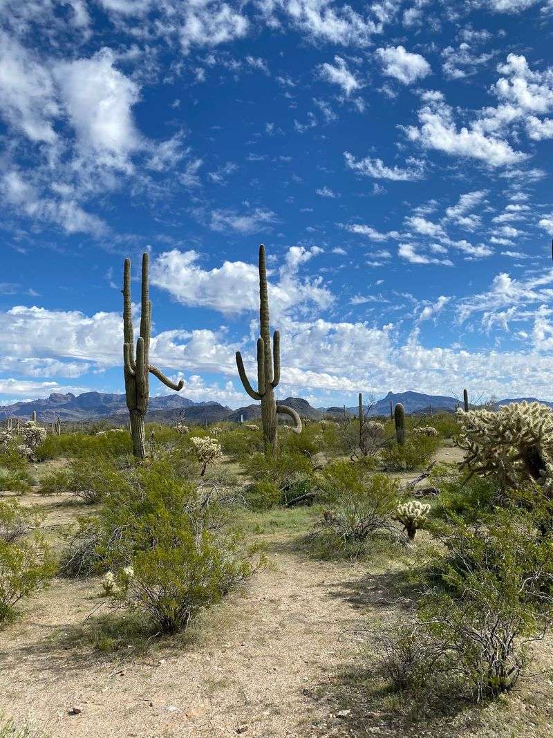 Sonoran Heat by the Calendar