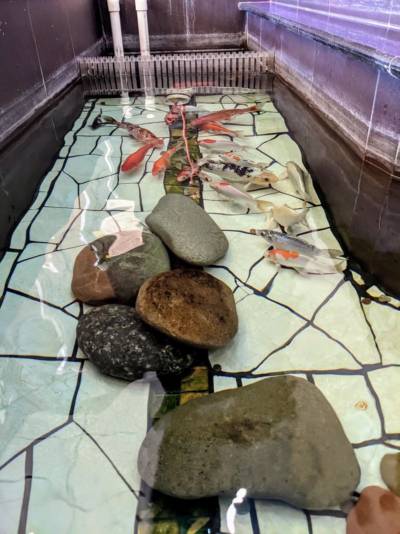 Spotless Floors and a Koi Pond Spotless Floors and a Koi Pond