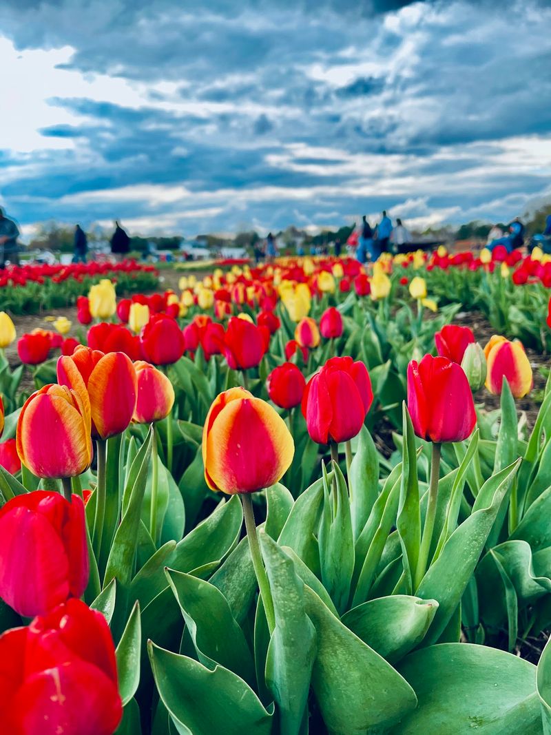Spring Tulips and Smart Planning Tips