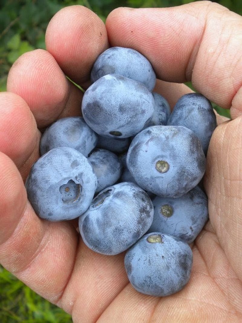 Summer Picking Before Fall Summer Picking Before Fall