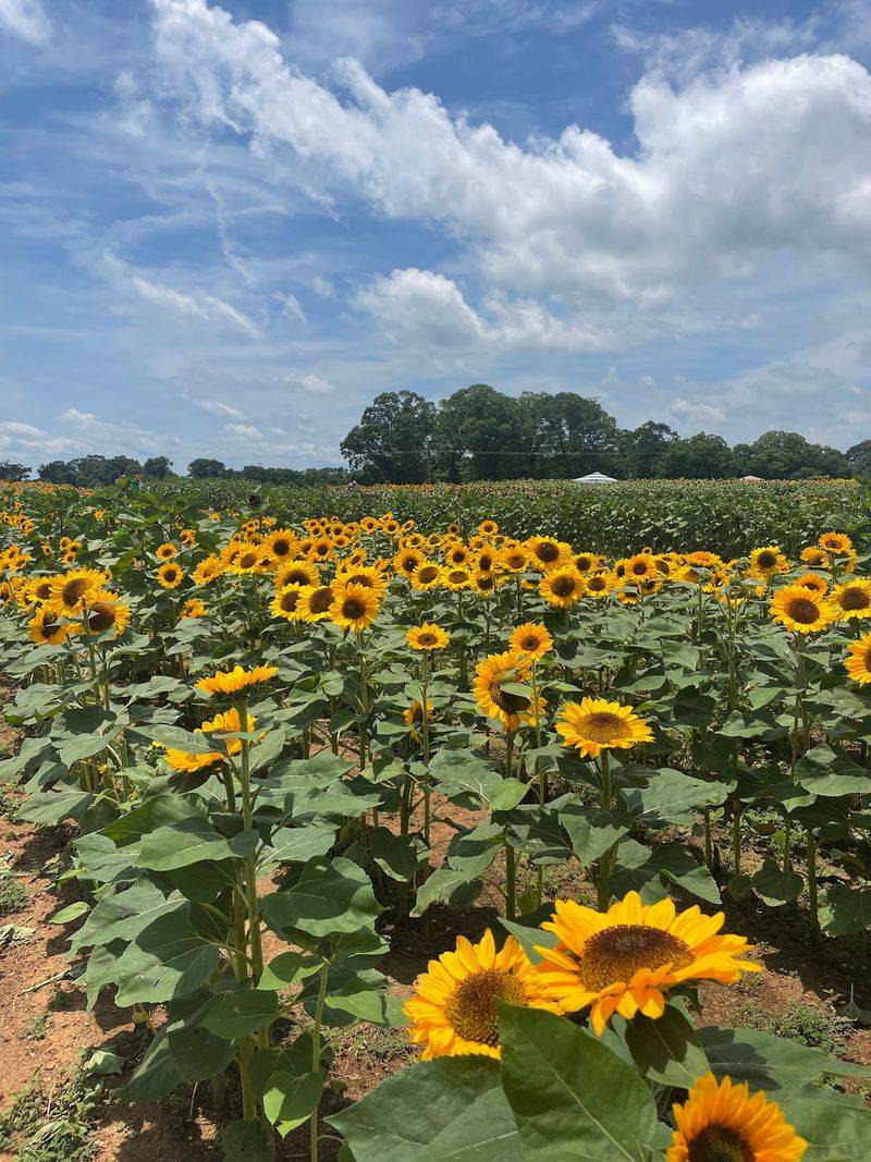 Summer's Sunflower Festival Summer's Sunflower Festival