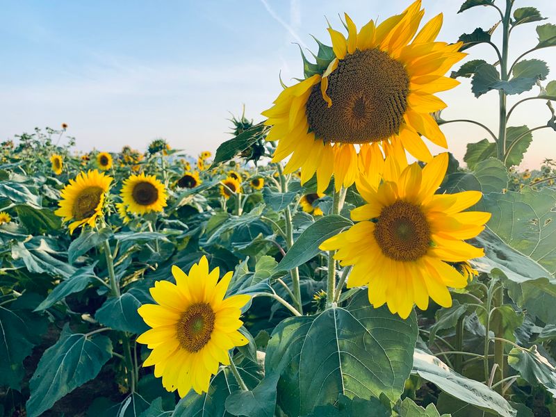 Sunflowers, Animals, and Photo Spots Sunflowers, Animals, and Photo Spots