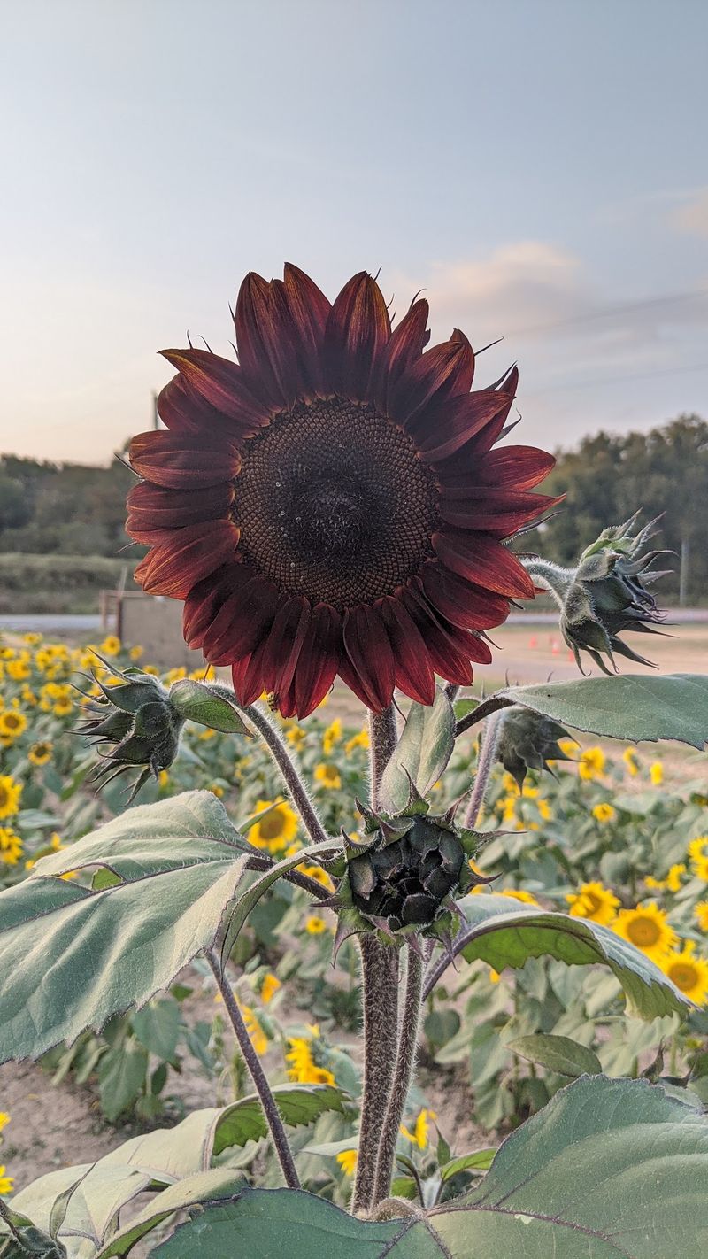 Sunflowers You Can Pick