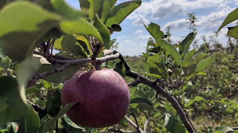 The Big Apple Orchard, Mt Vernon, IA