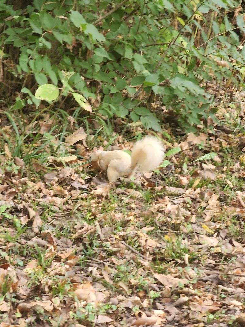 The Famous White Squirrel Sighting