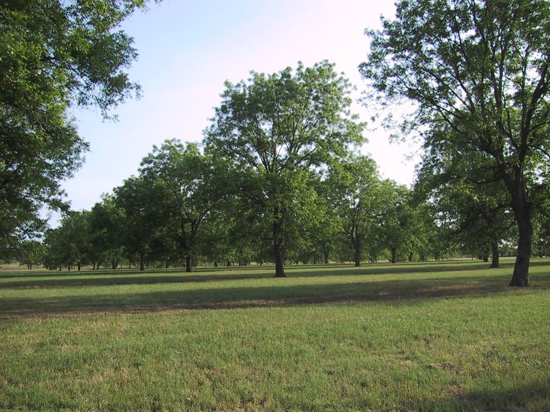The Great San Saba River Pecan Company, San Saba, TX The Great San Saba River Pecan Company, San Saba, TX