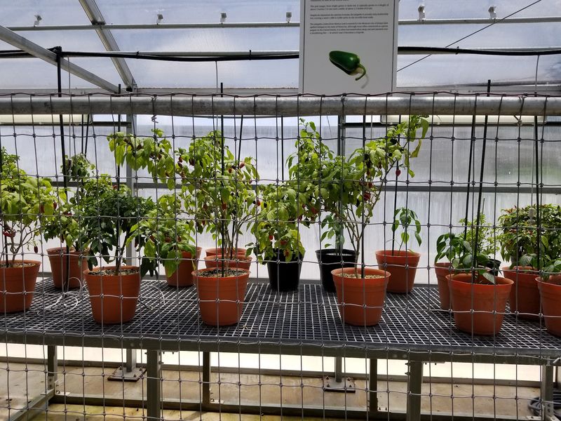 The Greenhouse Where It All Starts