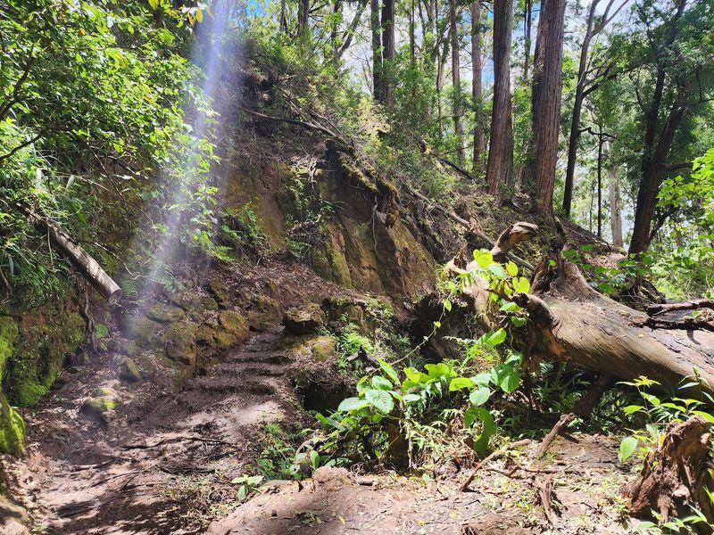 The Hidden B-24 Crash Site From 1944