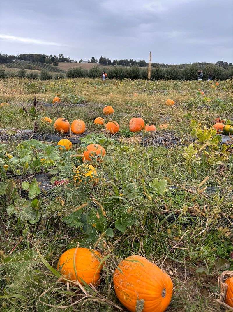 The October Pumpkin Patch The October Pumpkin Patch
