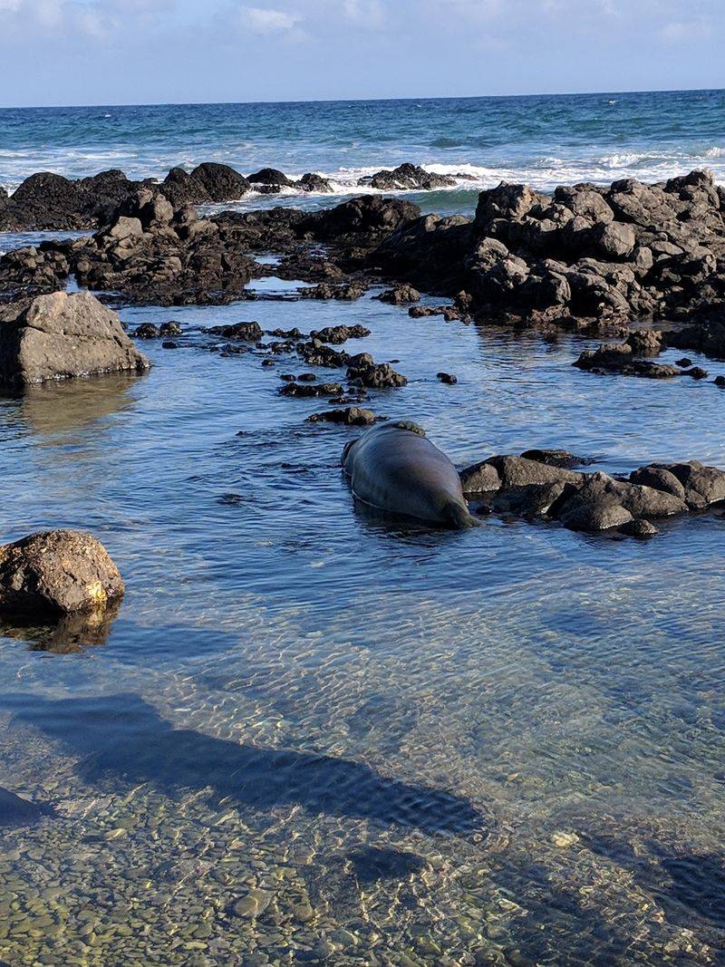 Tide Pools Tucked In The Lava Rock Tide Pools Tucked In The Lava Rock