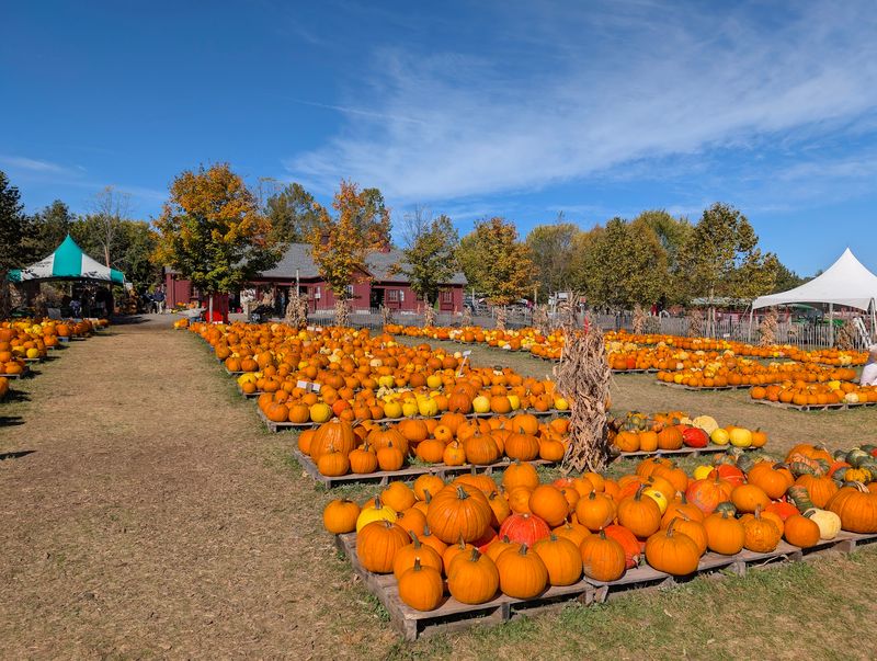 Tougas Family Farm, Northborough, MA