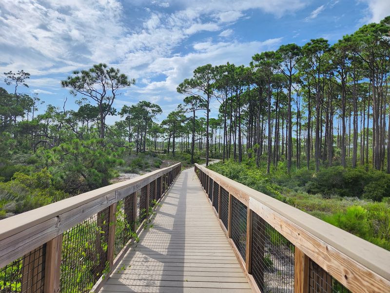 Trails Through Pine and Sand Trails Through Pine and Sand