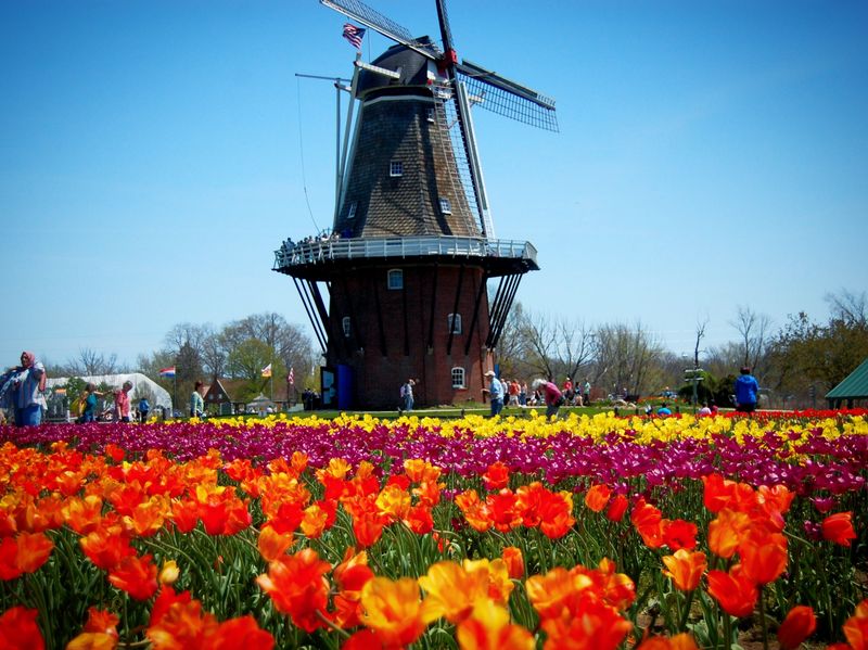 Tulip Beds That Steal Spring
