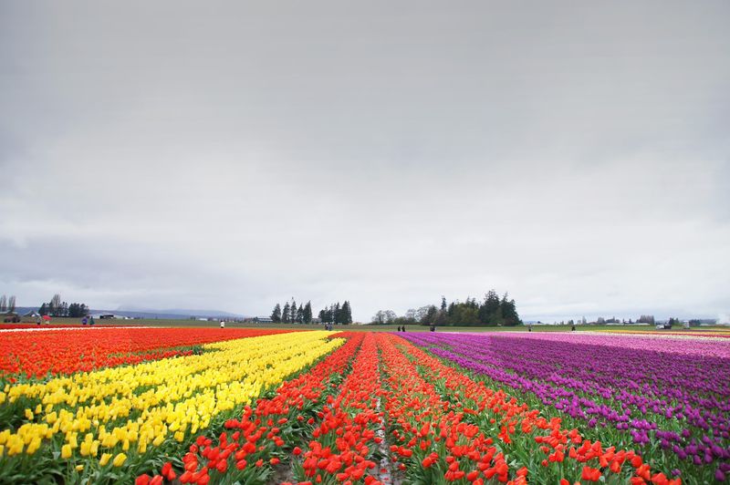 Tulip Season Next Door Tulip Season Next Door