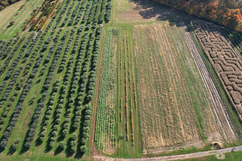 Twists in the Corn Maze Twists in the Corn Maze