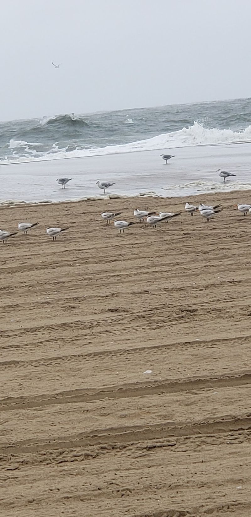 Watch Out for the Seagulls Watch Out for the Seagulls