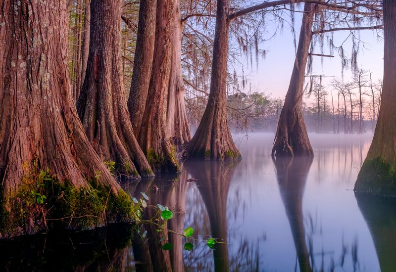 Where The Cypress Water Begins