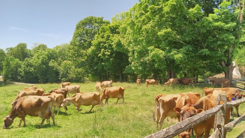 Why the Short Trip From Pasture to Cone Matters