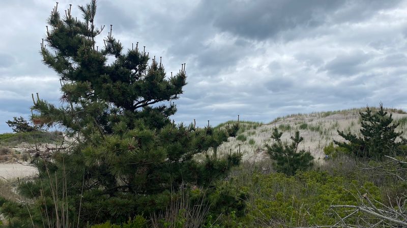 Wild Neighbors in the Dunes Wild Neighbors in the Dunes
