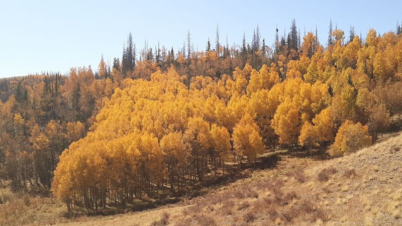 Wildflower Season and Golden Aspens Wildflower Season and Golden Aspens