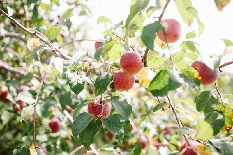 Wills Family Orchard, Adel, IA