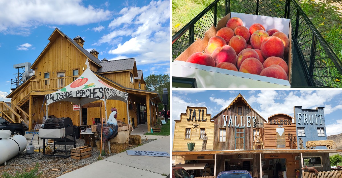 Here Are 7 Colorado Farm Stands Where You Can Pick Palisade Peaches Right Off The Tree