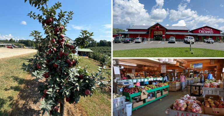 Crisp Fall Mornings Are Perfect For These 7 Georgia Cider Mills And Apple Houses