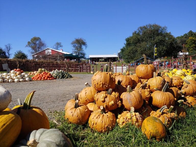 Pumpkin Patches Get Busy Fast, So Here Are 7 Maryland Farms Worth The Early Trip