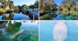 Retirees Are Discovering Crystal River, Where Manatees Swim Past Affordable Waterfront Homes