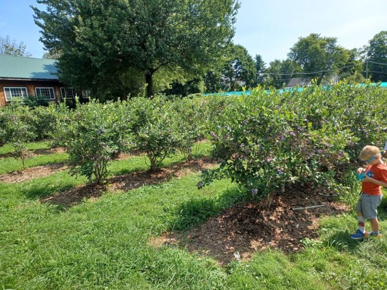 Every Cider Doughnut At This Stow Orchard Comes Out Hot From The Fryer