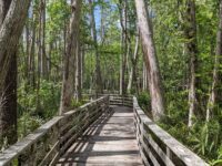 Cypress Trees Tower Over A Quiet Boardwalk At Corkscrew Swamp Sanctuary Near Naples