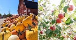 Seven Iowa Apple Orchards Worth Visiting While The Fall Picking Season Lasts