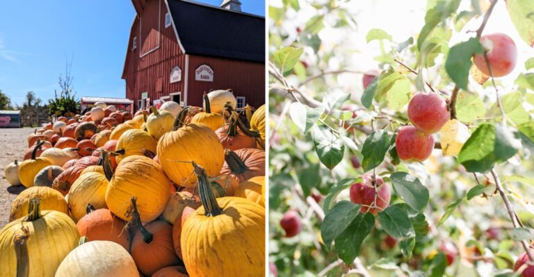 Seven Iowa Apple Orchards Worth Visiting While The Fall Picking Season Lasts