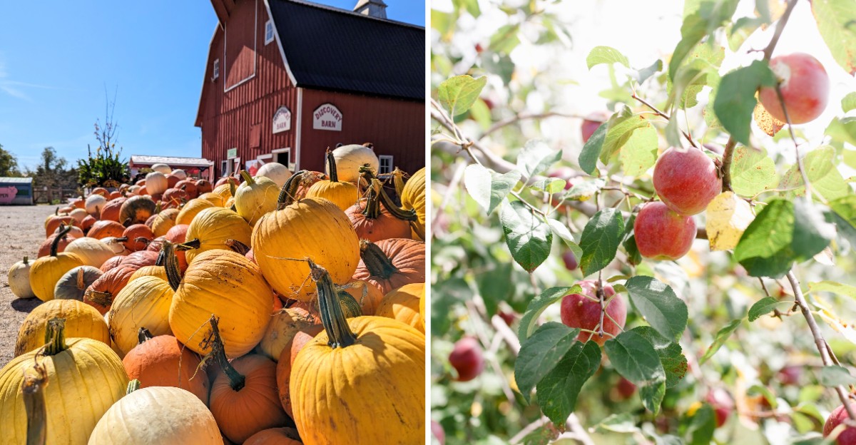 Seven Iowa Apple Orchards Worth Visiting While The Fall Picking Season Lasts
