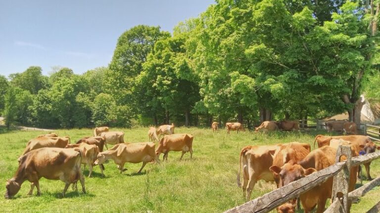 This Old-School Connecticut Farm Creamery Still Scoops Ice Cream From Cows Roaming Right Out Back