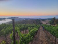 Retirees Are Quietly Moving To Paso Robles, California For Wine Country Living At Half The Napa Cost