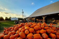 Before Snow Flies, Take The Kids To These 7 Indiana Corn Mazes And Hayride Farms