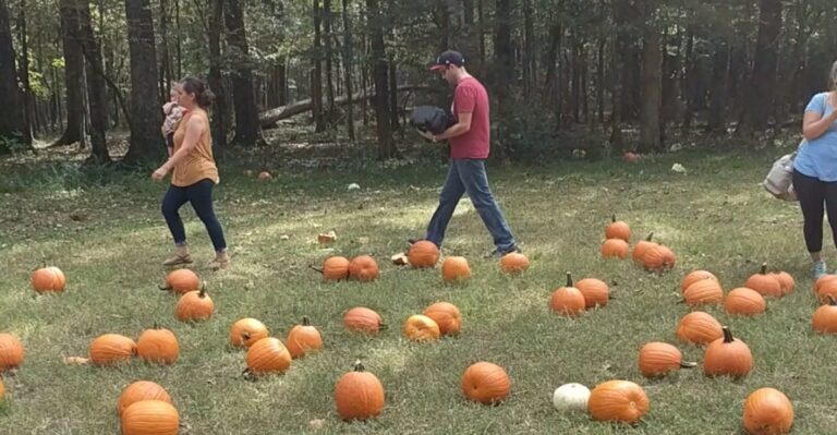 Fall Weekends Are Made For Strolling These 7 Alabama Pumpkin Patches And Corn Mazes
